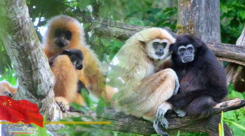 China Successfully Repopulate the Critically Endangered Hainan Gibbon