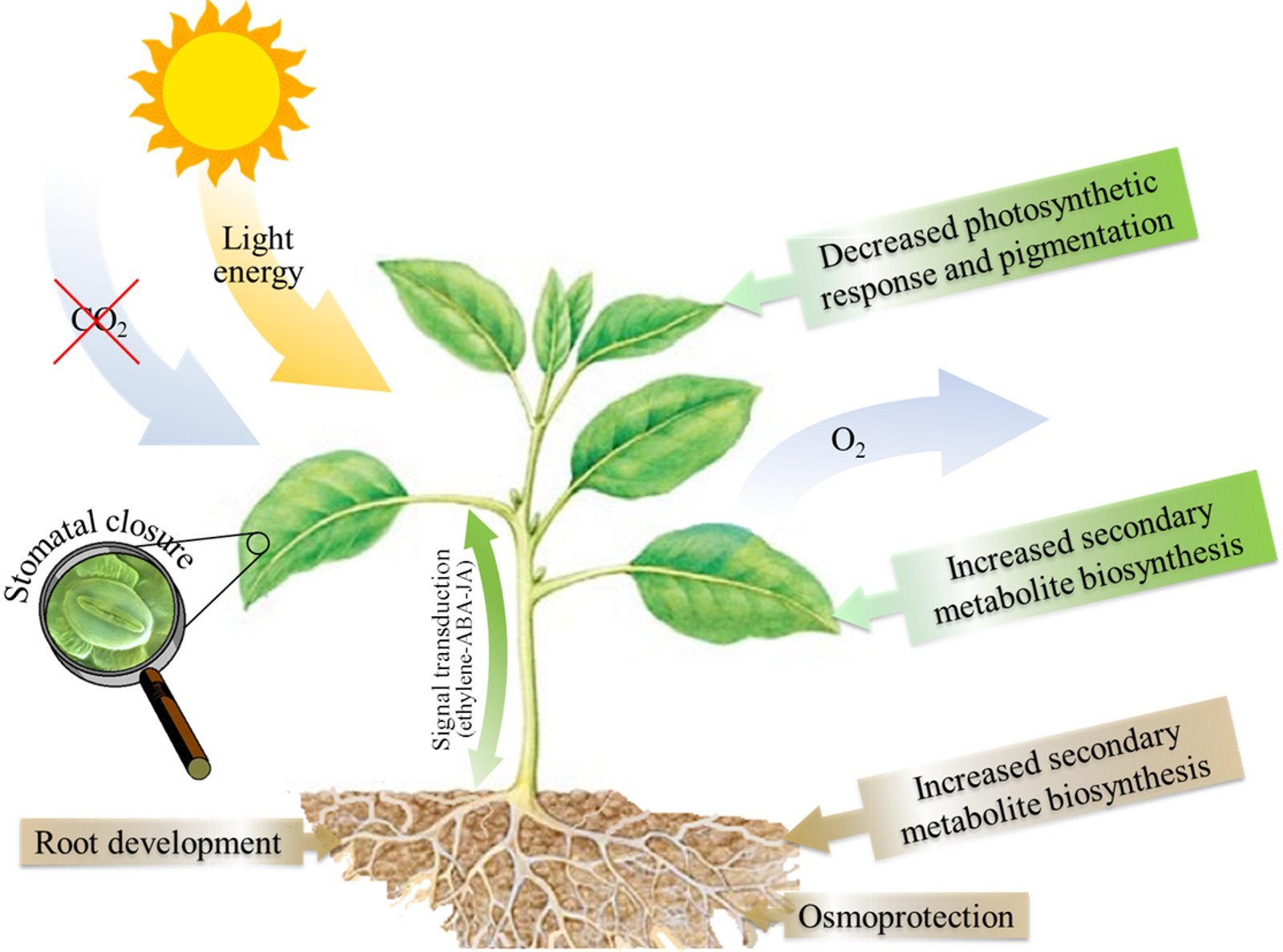 Heat stress in plants information