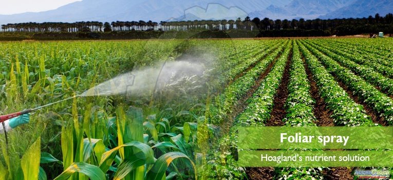 Foliar spray of different micro and macro-nutrients has been beneficial for crop growth