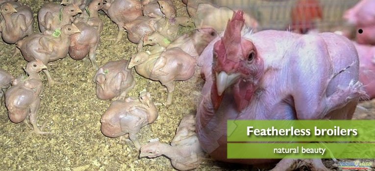 Beauty of natural featherless broilers