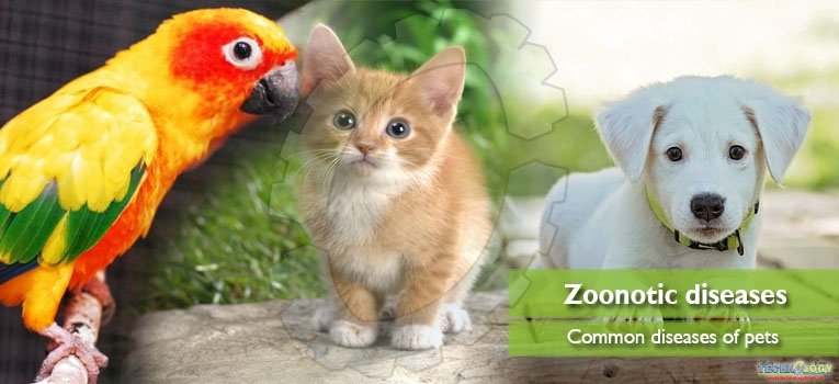 Common zoonotic diseases of pets