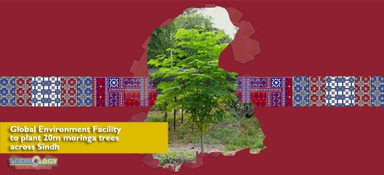 Global Environment Facility to plant 20m moringa trees across Sindh