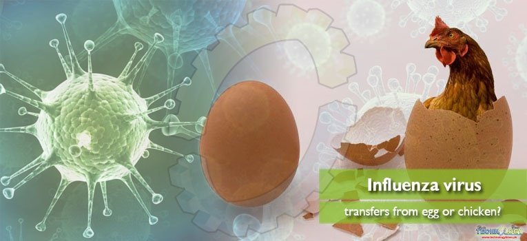 Influenza virus transfers from egg or chicken?