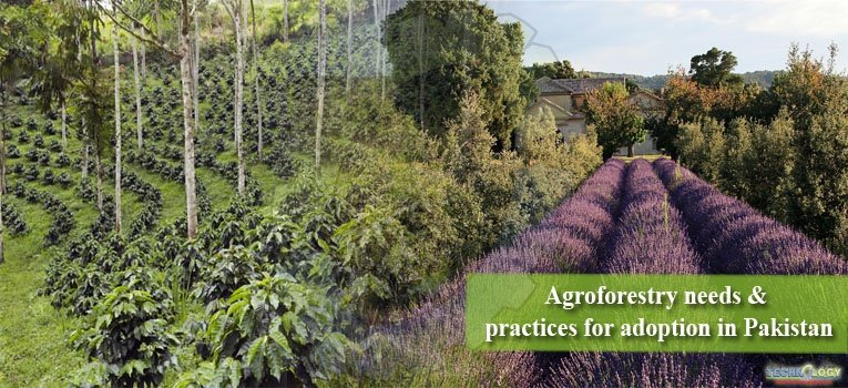 Agroforestry needs & practices for adoption in Pakistan