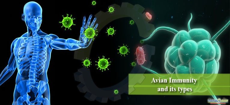 Avian Immunity and its types