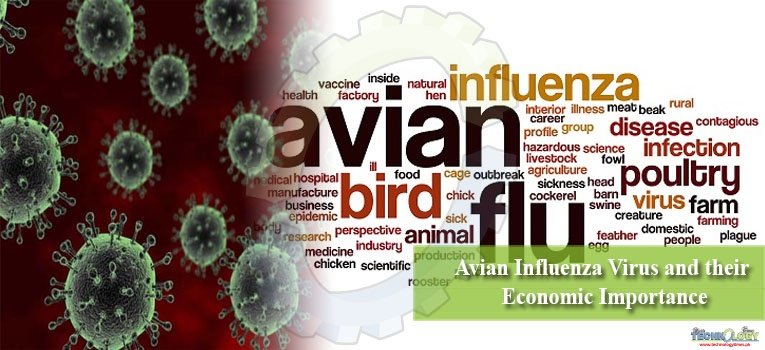Avian Influenza Virus and their Economic Importance