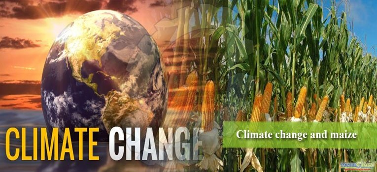 Climate change and maize