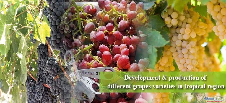 Development & production of different grapes varieties in tropical region
