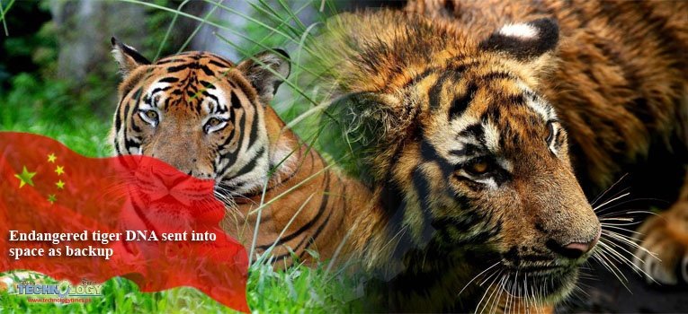 Endangered tiger DNA sent into space as backup