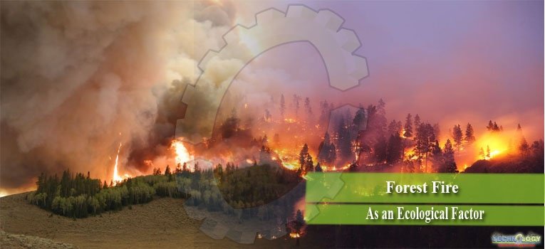 Forest Fire – As an Ecological Factor