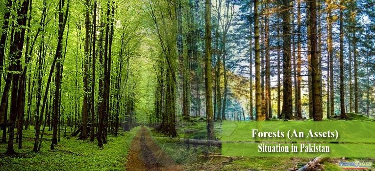 Forests (An Assets): Situation in Pakistan