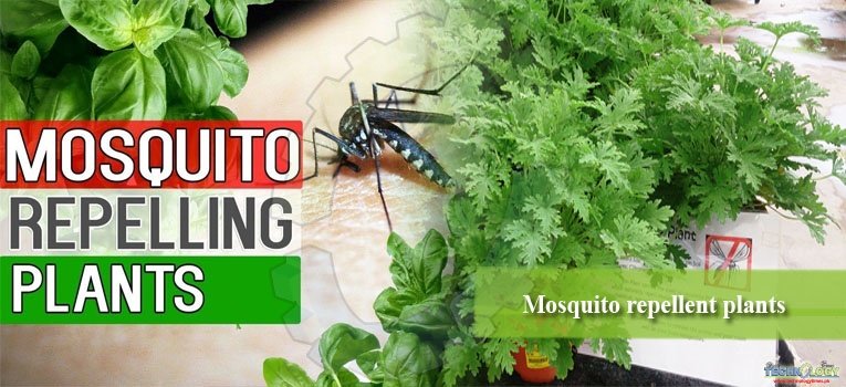Mosquito repellent plants
