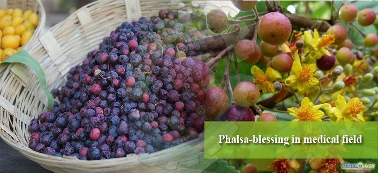 Phalsa-blessing in medical field