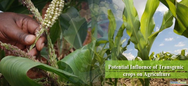 Potential Influence of Transgenic crops on Agriculture