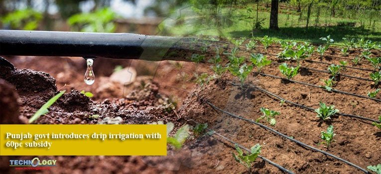 Punjab govt introduces drip irrigation with 60pc subsidy