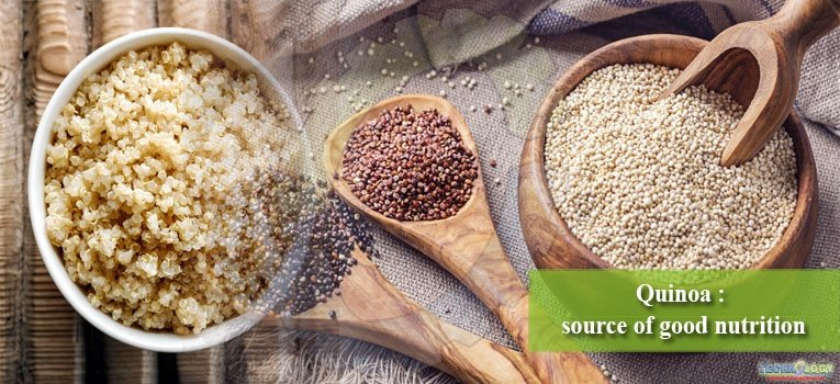 Quinoa : source of good nutrition