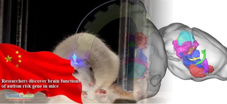 Researchers discover brain functions of autism risk gene in mice