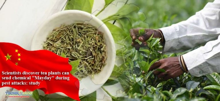 Scientists discover tea plants can send chemical "Mayday" during pest attacks: study