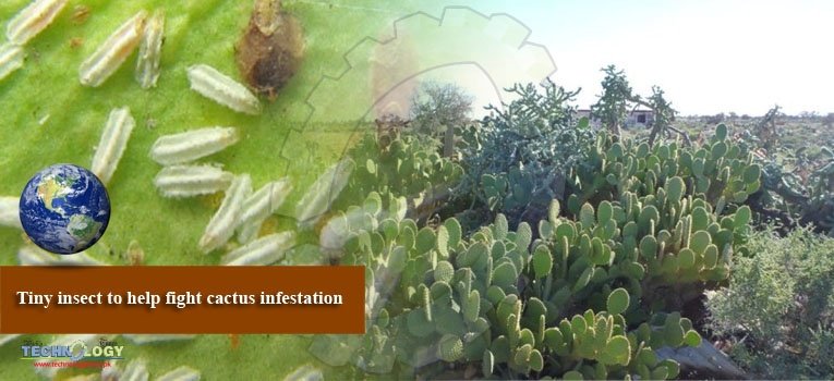 Tiny insect to help fight cactus infestation