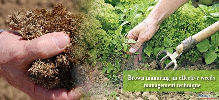 Brown manuring an effective weeds management technique