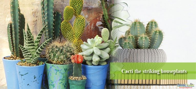 Cacti the striking houseplants
