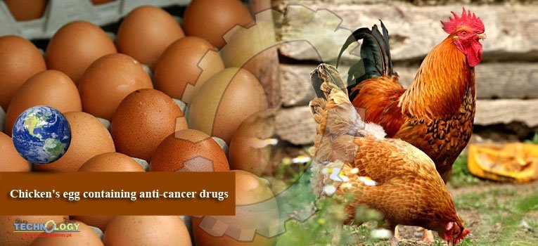Chicken's egg containing anti-cancer drugs