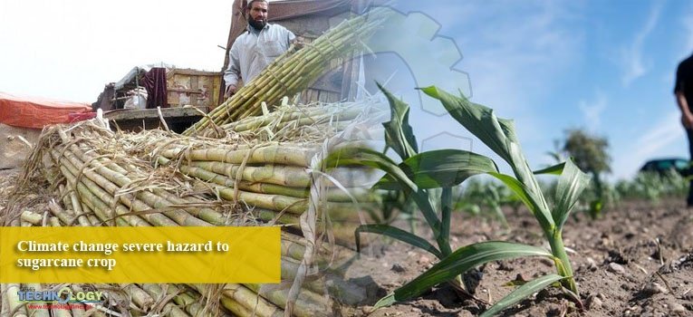 Climate change severe hazard to sugarcane crop