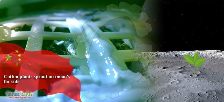 Cotton plants sprout on moon's far side