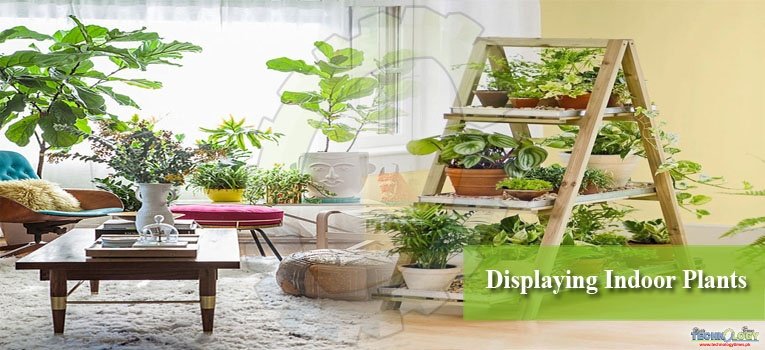 Displaying Indoor Plants