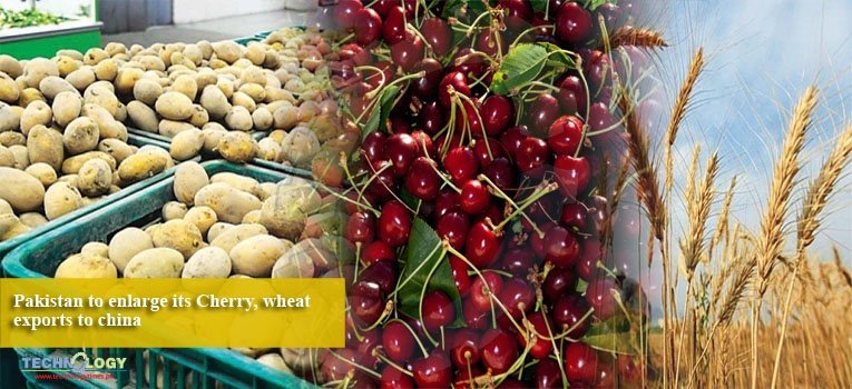 Pakistan to enlarge its Cherry, wheat exports to china