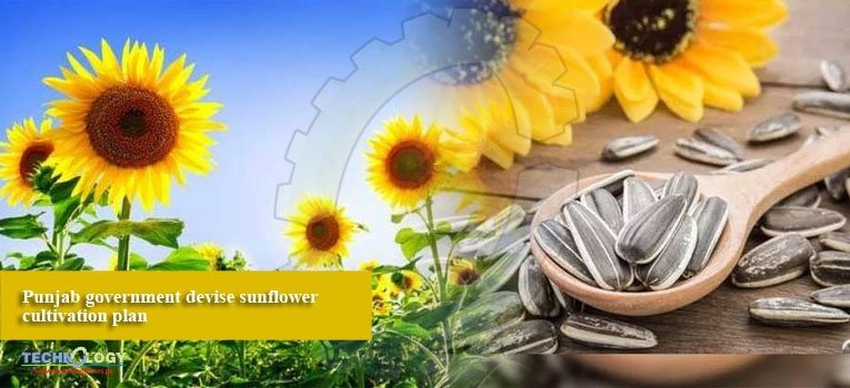 Punjab government devise sunflower cultivation plan