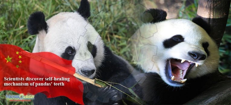 Scientists discover self-healing mechanism of pandas' teeth