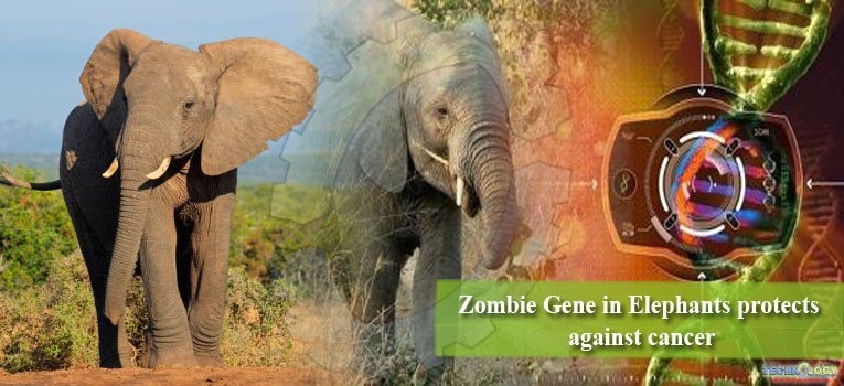 Zombie Gene in Elephants protects against cancer