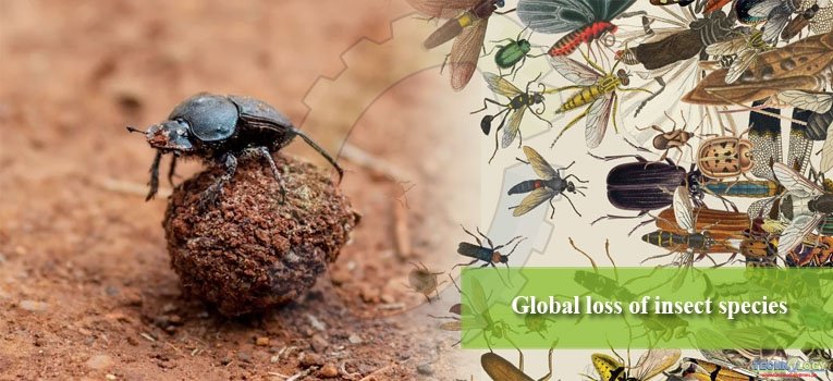 Global loss of insect species