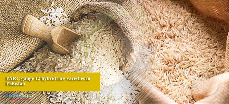 PARC gauge 12 hybrid rice varieties in Pakistan