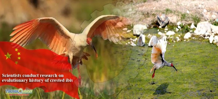 Scientists conduct research on evolutionary history of crested ibis
