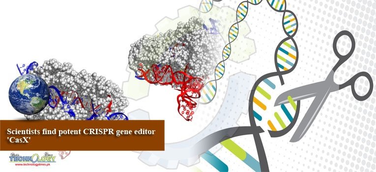 Scientists find potent CRISPR gene editor 'CasX'