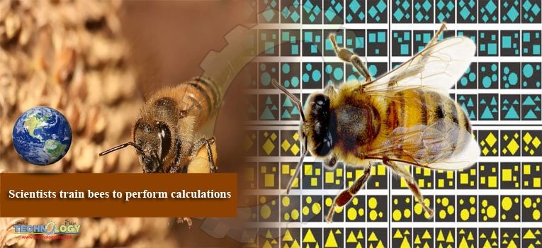 Scientists train bees to perform calculations