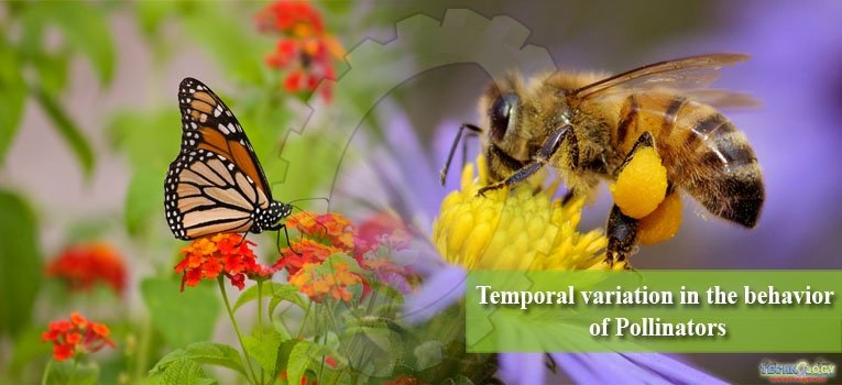 Temporal variation in the behavior of Pollinators
