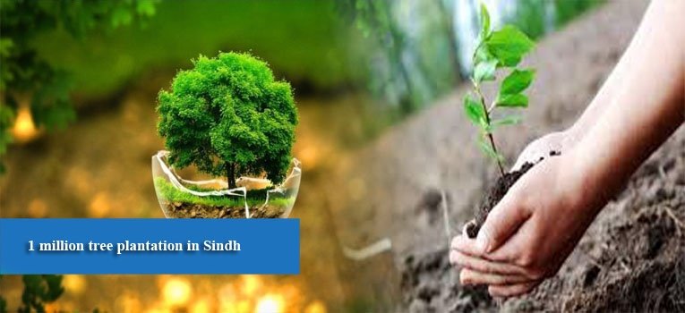 1 million tree plantation in Sindh