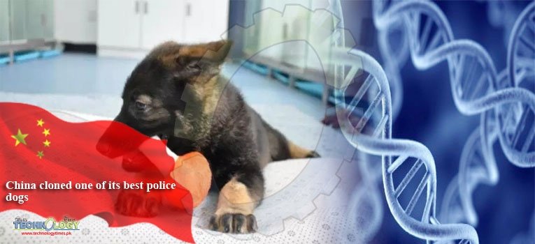 China cloned one of its best police dogs