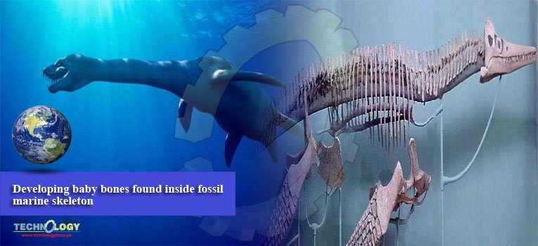 Developing baby bones found inside fossil marine skeleton