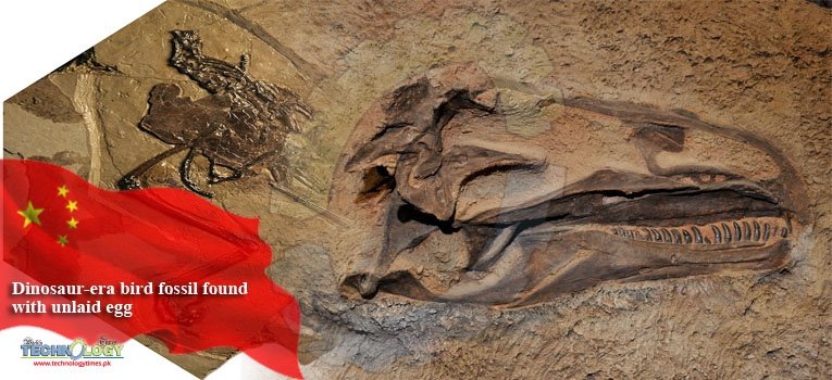 Dinosaur-era bird fossil found