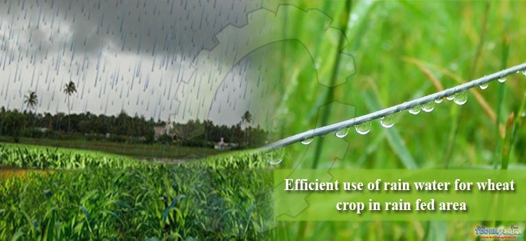 Efficient use of rain water for wheat crop in rain fed area
