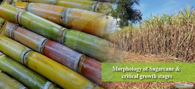Morphology of Sugarcane & critical growth stages