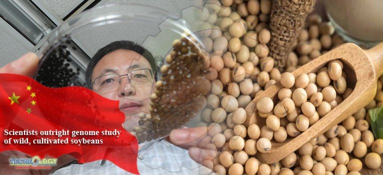 Scientists outright genome study of wild, cultivated soybeans