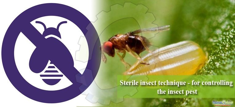 Sterile insect technique - for controlling the insect pest