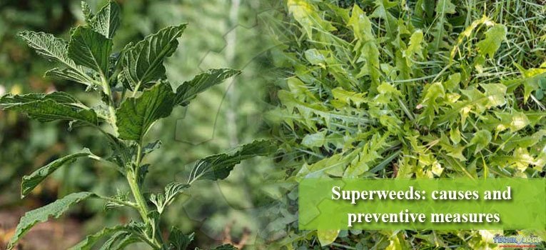Superweeds: causes and preventive measures