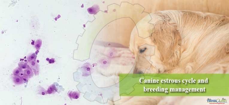 Canine estrous cycle and breeding management