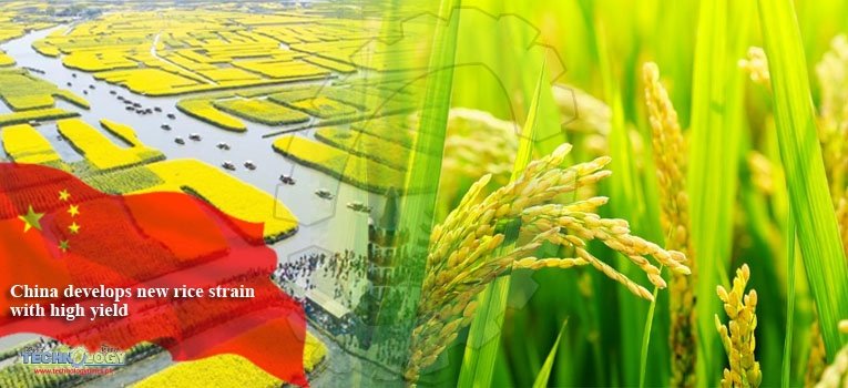 China develops new rice strain with high yield
